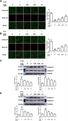 Cryptotanshinone protects skin cells from ultraviolet radiation-induced photoaging via its antioxidant effect and by reducing mitochondrial dysfunction and inhibiting apoptosis